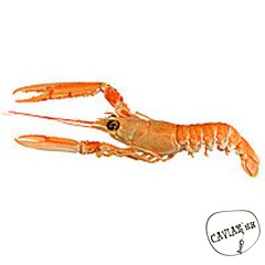 Каталог компаний морепродуктов
