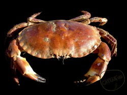 Каталог компаний морепродуктов