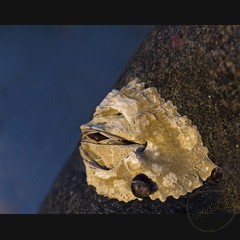 Каталог компаний морепродуктов