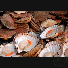 Каталог компаний морепродуктов