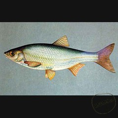 Каталог компаний морепродуктов