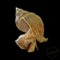 Каталог компаний морепродуктов