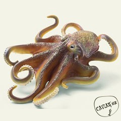 Каталог компаний морепродуктов