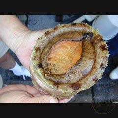Каталог компаний морепродуктов