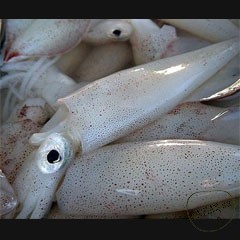 Каталог компаний морепродуктов