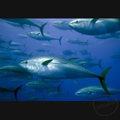 Морская Разновидности морской рыбы