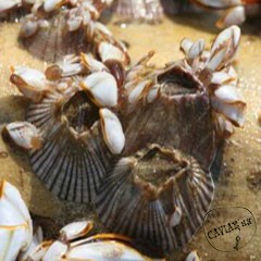 Каталог компаний морепродуктов