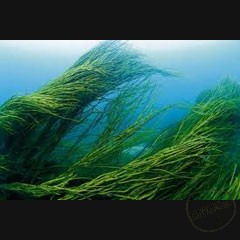 Каталог компаний морепродуктов