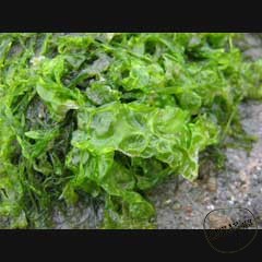 Каталог компаний морепродуктов