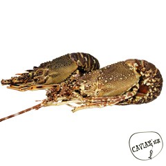 Каталог компаний морепродуктов