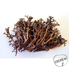 Каталог компаний морепродуктов