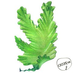 Каталог компаний морепродуктов