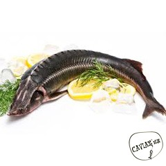 Рыба Разновидности рыбы морской и речной
