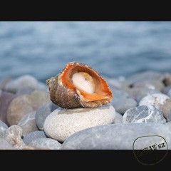 Каталог компаний морепродуктов