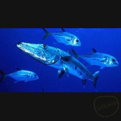 Рыба Разновидности морской рыбы