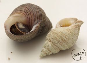 Каталог компаний морепродуктов